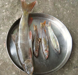 Fish in Dzongu