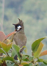 Bird in Dzongu