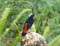 Bird in Dzongu