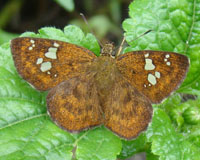 Butterfly in Dzongu, North Sikkim, India