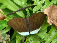Butterfly in Dzongu, North Sikkim, India