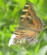 Butterfly in Dzongu, North Sikkim, India