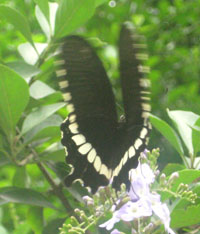 Butterfly in Dzongu, North Sikkim, India