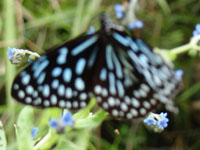 Butterfly in Dzongu