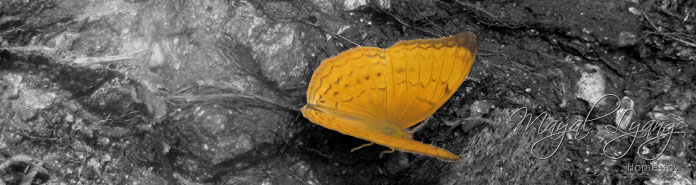 Butterfly in Dzongu