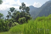 01 Rice Fields And Mountains