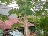 13 Papaya Tree