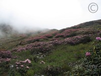 10 Flower Covered Keushong